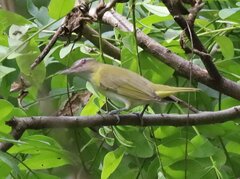 Vireo flavoviridis