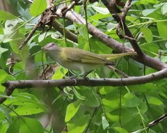 Vireo flavoviridis