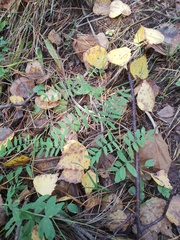 Vicia cassubica