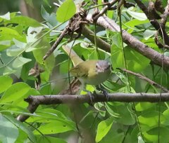 Vireo flavoviridis
