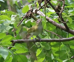 Vireo flavoviridis