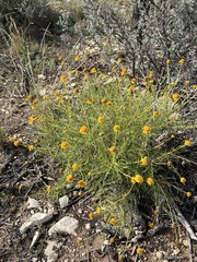 Sidneya tenuifolia