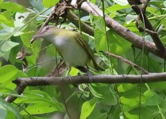 Vireo flavoviridis