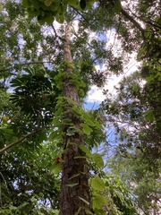 Pinus elliottii densa