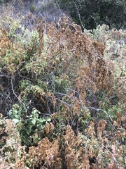 Atriplex lentiformis