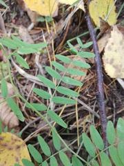 Vicia cassubica