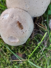 Suillia variegata