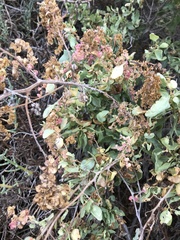 Atriplex lentiformis