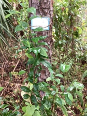 Pinus elliottii densa