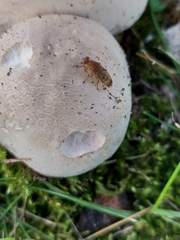 Suillia variegata
