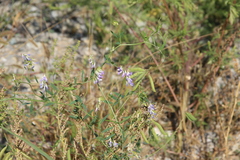 Vicia biennis