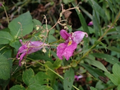 Impatiens textorii