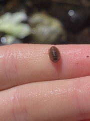 Gnorimosphaeroma noblei