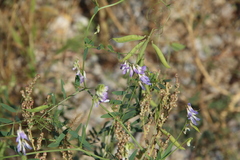 Vicia biennis