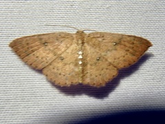 Cyclophora