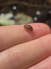 Gnorimosphaeroma noblei