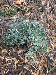 Pilophorus acicularis