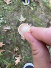 Cuphophyllus virgineus