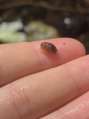 Gnorimosphaeroma noblei