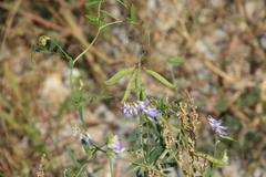 Vicia biennis