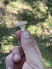 Cuphophyllus virgineus