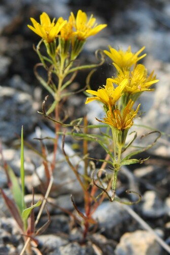Image of Pectis angustifolia by (c) saltyhiker, some rights reserved (CC BY)
