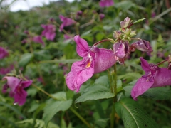 Impatiens textorii