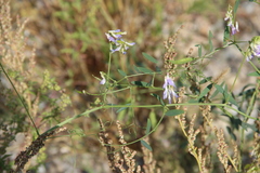 Vicia biennis