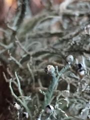 Pilophorus acicularis