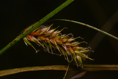 Carex exsiccata