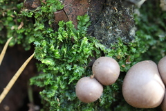 Lophocolea heterophylla