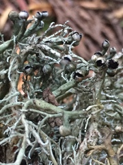 Pilophorus acicularis