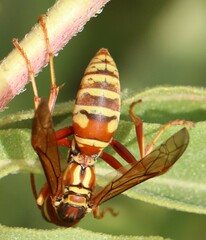 Polistes apachus