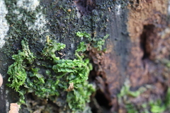 Lophocolea heterophylla