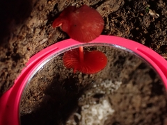 Pluteus horakianus