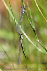 Argia hinei