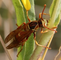 Polistes apachus