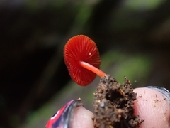 Pluteus horakianus