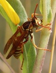 Polistes apachus