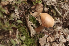 Leccinum versipelle
