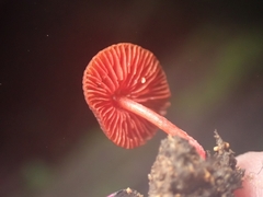 Pluteus horakianus