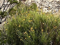 Sidneya tenuifolia