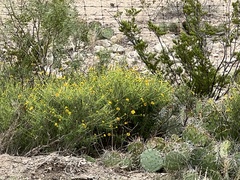 Sidneya tenuifolia
