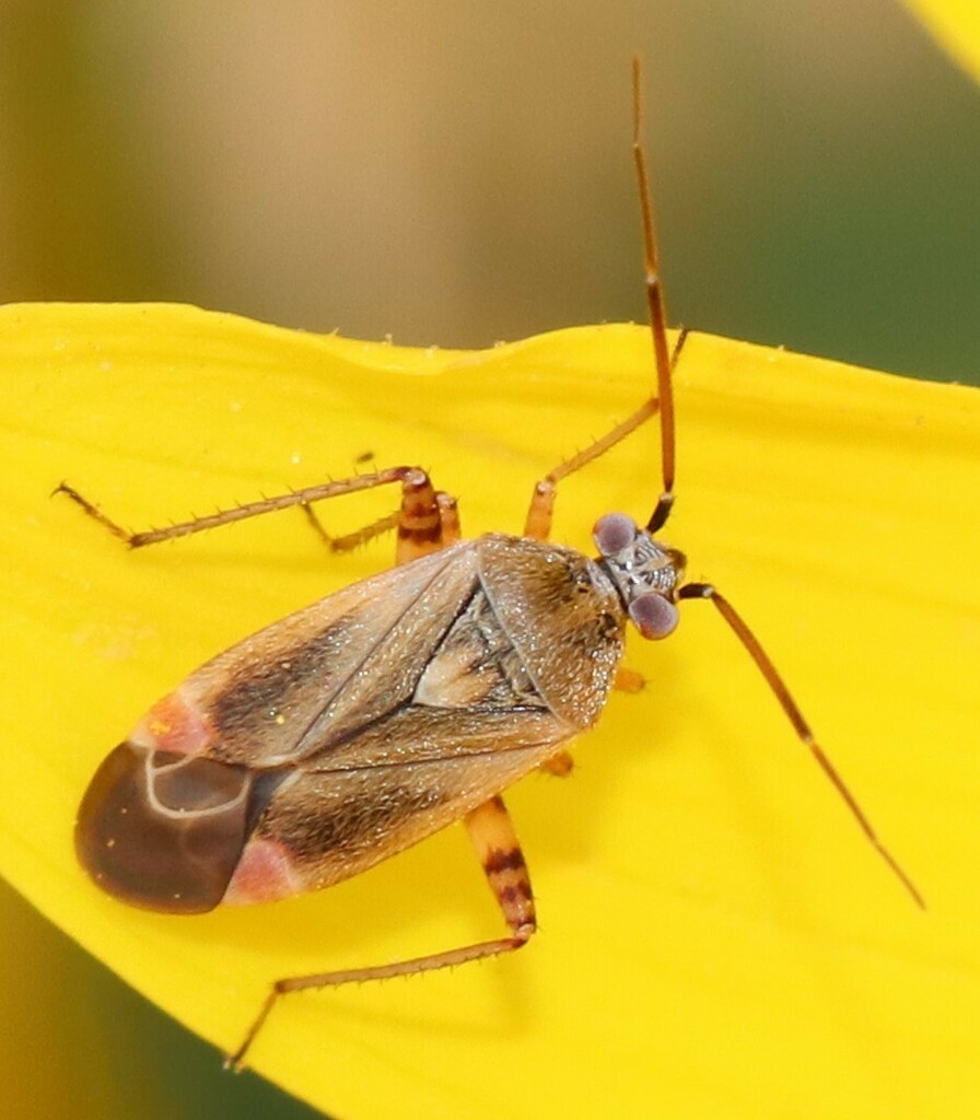 Red-spotted Aster Mirid
