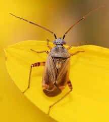 Polymerus