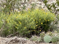 Sidneya tenuifolia