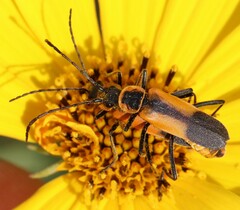 Chauliognathus limbicollis