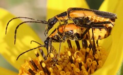 Chauliognathus limbicollis
