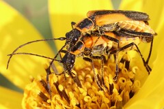 Chauliognathus limbicollis
