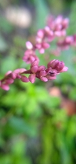 Persicaria minor